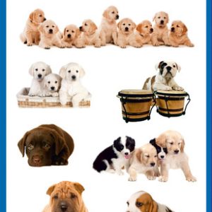 Avery AV-55972 Papieretiket Z-design Kids Pakje A 3 Vel Honden Foto